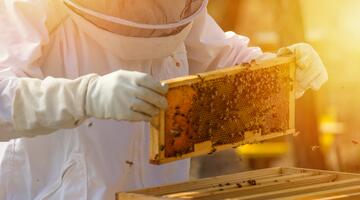 Imker hält Honigwabe und Bienenwachs