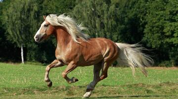 Haflinger im Galopp über eine Wiese