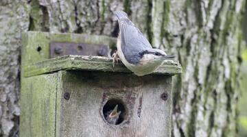 Kleiber auf einem Vogelhaus