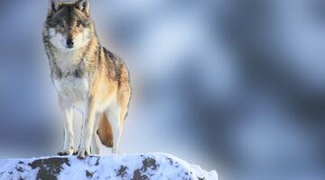 Wolf auf einem Stein