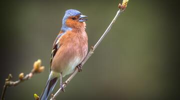 Bergfink auf einem Ast