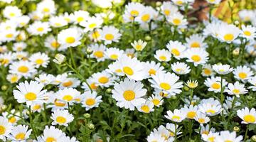 Viele Gänseblümchen