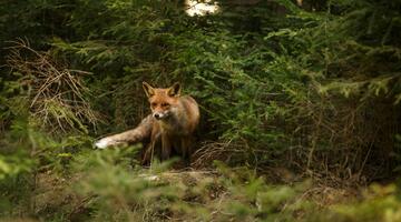Rotfuchs im Wald
