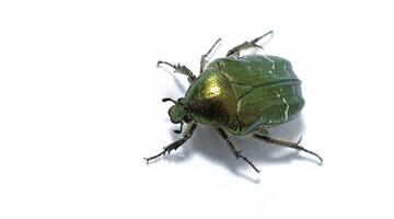 Rosenkäfer auf weißem Hintergrund