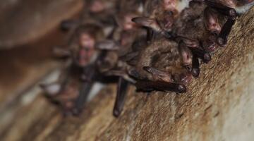 Fledermäuse am Dachboden von Schloss Eckartsau