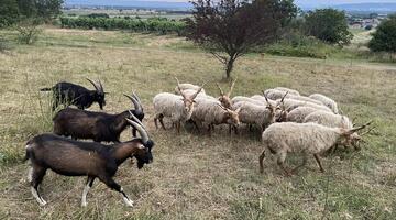 Zackelschafe Donnerskirchen