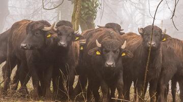 Wasserbüffel auf Weide