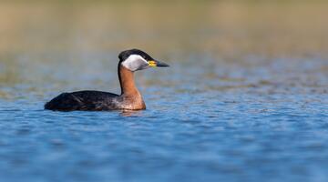 Haubentaucher (Podiceps cristatus)