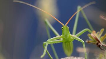 Große Sägeschrecke