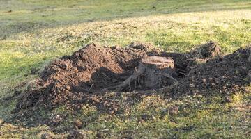 Alter Baumstumpf im Garten