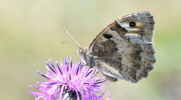 Schmetterling Berghexe