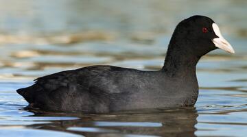 Blässhuhn in Wasser schwimmend