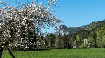 Blühender Obstbaum vor einem Berg