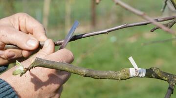 Veredelung eines Obstbaumes