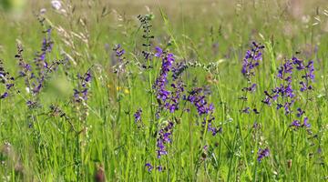 Wiesensalbei blüht blau zischen Gräsern