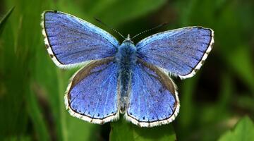 Ein blauer Schmetterling sitzt auf einem Grashalm