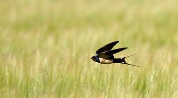 Jagende Rauchschwalbe