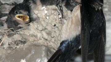 Rauchschwalbennest, Rauchschwalbe füttert Küken