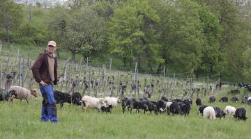 Schafherde des Bioschafhof Elpons