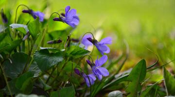 Lila Blumen in einer Wiese