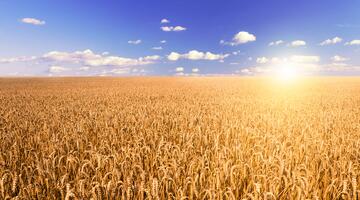 Weizenfeld im Sonnenaufgang