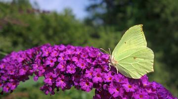 Zitronenfalter auf einer pinken Blume