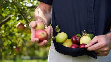 Mann hält verschiedene Aepfel in der Hand