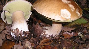 Zwei Steinpilze, Boletus Edulis
