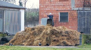 Misthaufen wird mit Scheibtruhe aufgestockt