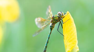 Smaragdlibelle auf Schwertlilie