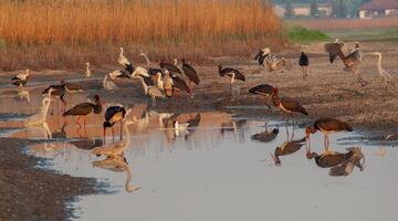 Schwarzstörche und Reiher an einer Wasserstelle, im Hintergrund braunes Schilf