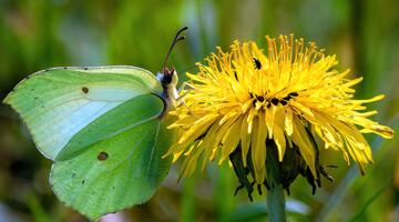 Schmetterling Zitronenfalter auf einer gelben Blume