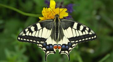Schmetterling auf einer gelben Blume