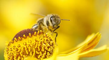 Biene auf gelber Blume