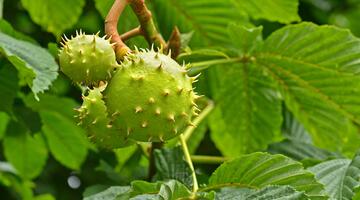 Edelkastanie (Castanea sativa)