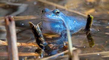 Moorfrosch in blauer Farbe in der Paarungszeit