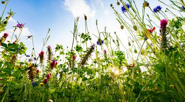 Blumenwiese Wildblumen Blüten Froschperspektive von unten Weitwinkel Klatschmohn Kornblume Wildblumen Himmel Sonne Licht Gräser Inkarnat-Klee Grün Kontrast Sommer Mai Juni Hintergrund bunt blau gelb