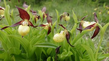 gelb-braune Blüten 