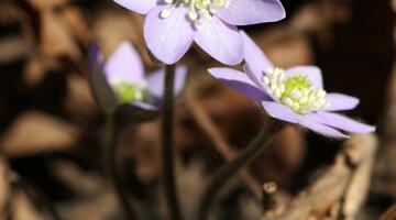 Leberblümchen