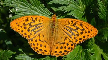 Schmetterling