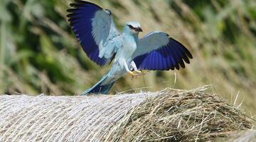 Blauer Vogel mit ausgebreiteten Schwingen 