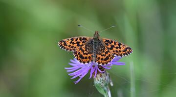 Magerrasen Perlmuttfalter auf lila Blüte