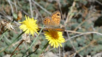 Schmetterling