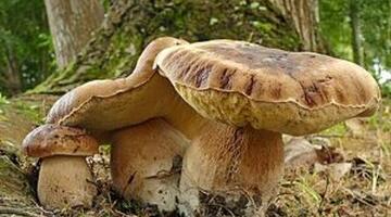 Drei Pilze im Wald