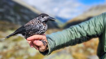 Tour 24 - Besuch des alpinen Vogel Hot Spots
