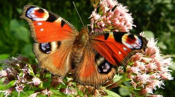 Schemtterling auf pinker Blume