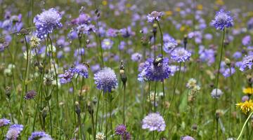 Blume