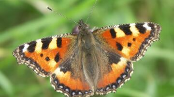 Schmetterling