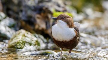 Wasseramsel