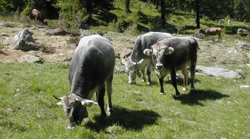 Grauvieh, eine Zweinutzungsrasse aus Tirol